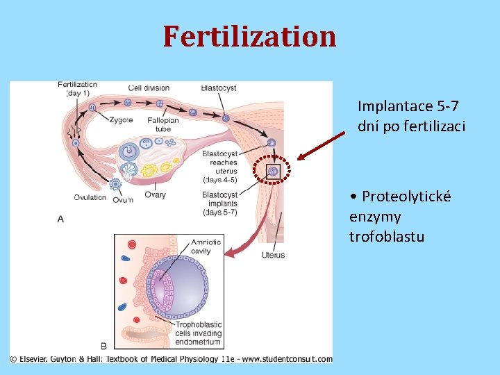 Fertilization Implantace 5 -7 dní po fertilizaci • Proteolytické enzymy trofoblastu 