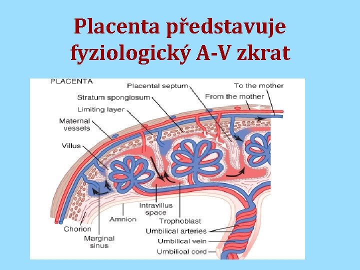 Placenta představuje fyziologický A-V zkrat 