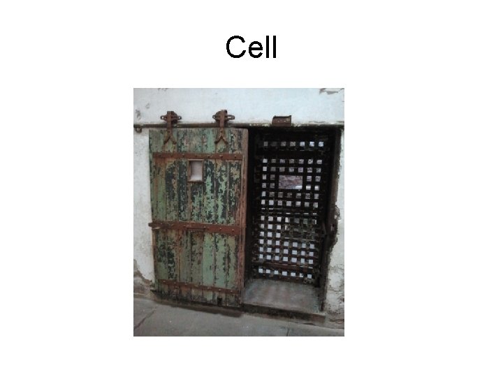 Cell 