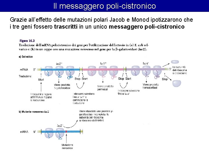 Il messaggero poli-cistronico Grazie all’effetto delle mutazioni polari Jacob e Monod ipotizzarono che i