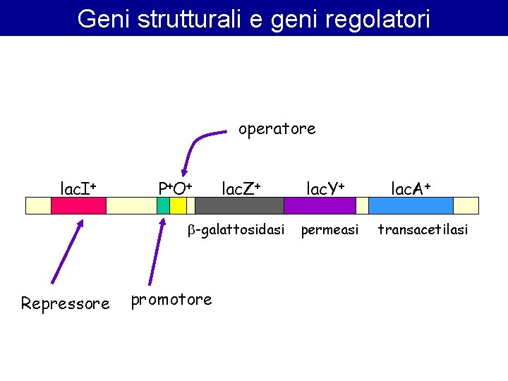 Geni strutturali e geni regolatori operatore lac. I+ P +O+ lac. Z+ -galattosidasi Repressore