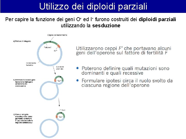 Utilizzo dei diploidi parziali Per capire la funzione dei geni O+ ed I+ furono