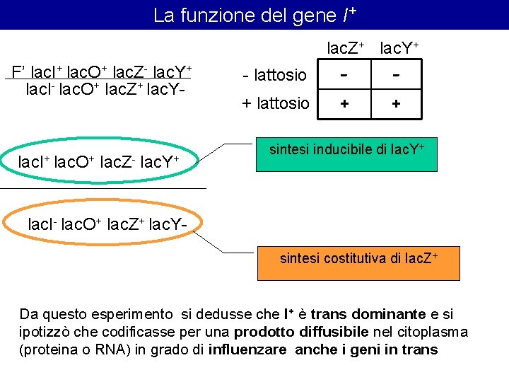 La funzione del gene I+ lac. Z+ lac. Y+ F’ lac. I+ lac. O+