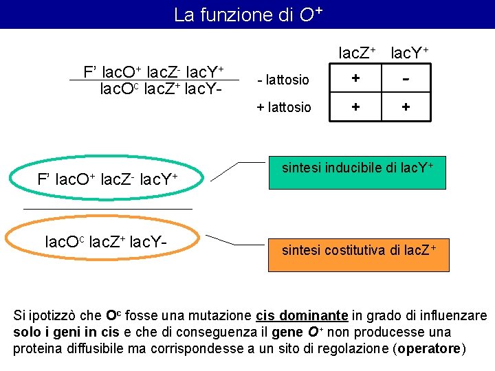 La funzione di O+ lac. Z+ lac. Y+ F’ lac. O+ lac. Z- lac.