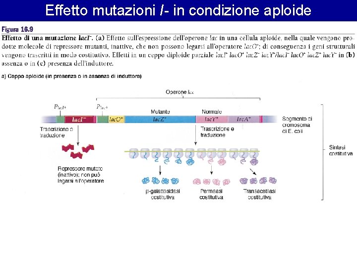 Effetto mutazioni I- in condizione aploide 