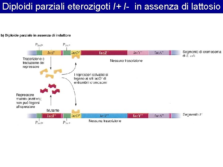 Diploidi parziali eterozigoti I+ I- in assenza di lattosio 