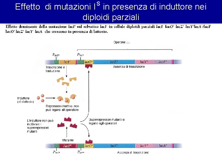 Effetto di mutazioni I S in presenza di induttore nei diploidi parziali 