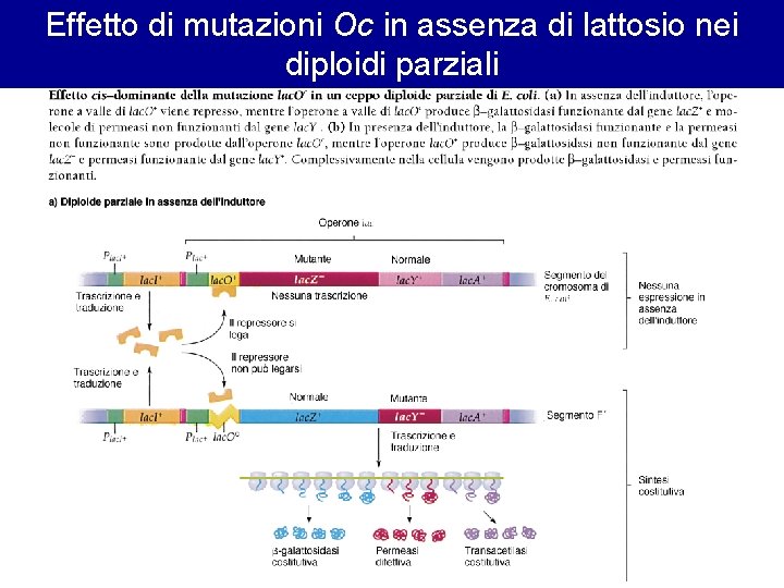 Effetto di mutazioni Oc in assenza di lattosio nei diploidi parziali 