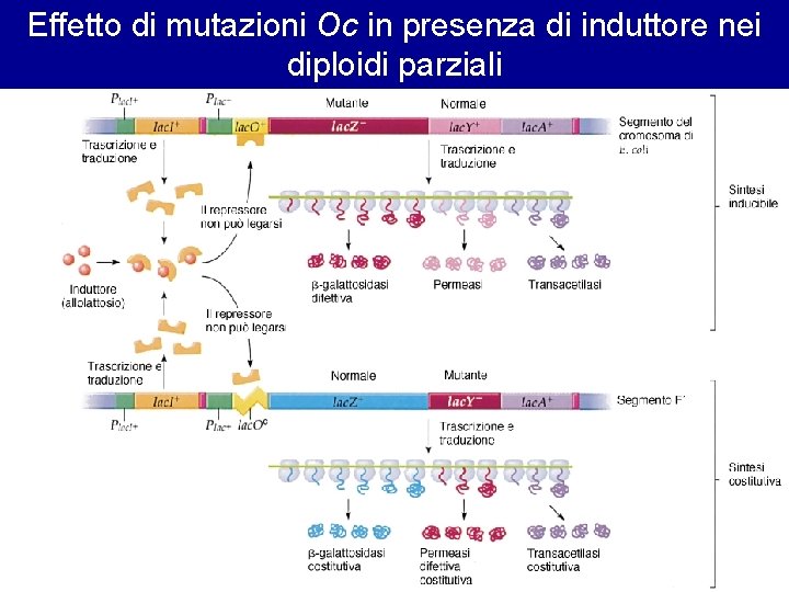 Effetto di mutazioni Oc in presenza di induttore nei diploidi parziali 