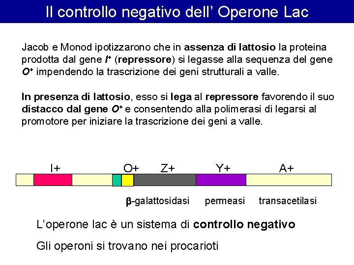 Il controllo negativo dell’ Operone Lac Jacob e Monod ipotizzarono che in assenza di