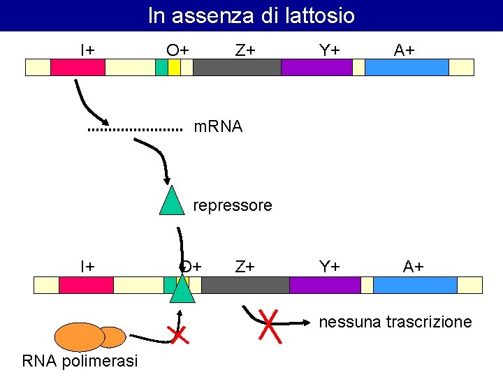 In assenza di lattosio I+ O+ Z+ Y+ A+ m. RNA repressore I+ O+