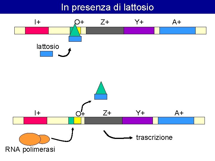 In presenza di lattosio I+ O+ Z+ Y+ A+ lattosio I+ O+ Z+ Y+