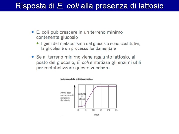 Risposta di E. coli alla presenza di lattosio 