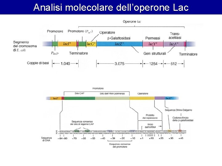 Analisi molecolare dell’operone Lac 