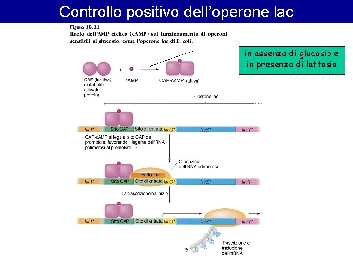 Controllo positivo dell’operone lac in assenza di glucosio e in presenza di lattosio 