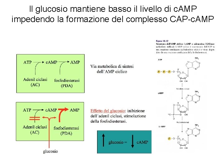Il glucosio mantiene basso il livello di c. AMP impedendo la formazione del complesso