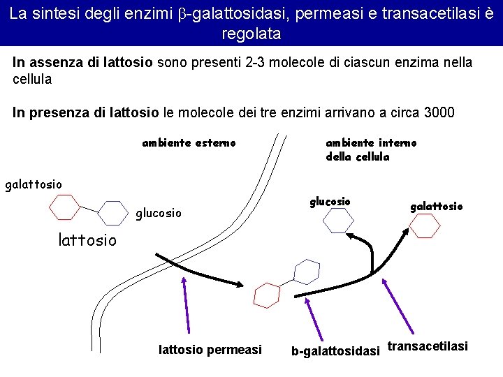 La sintesi degli enzimi -galattosidasi, permeasi e transacetilasi è regolata In assenza di lattosio