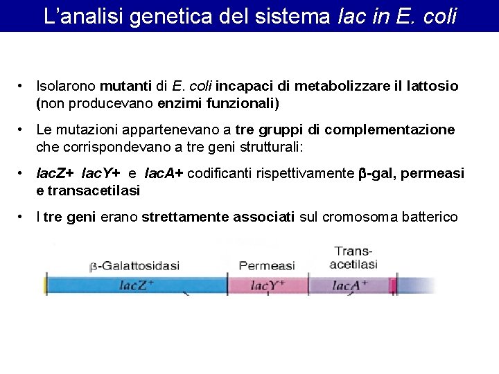 L’analisi genetica del sistema lac in E. coli • Isolarono mutanti di E. coli