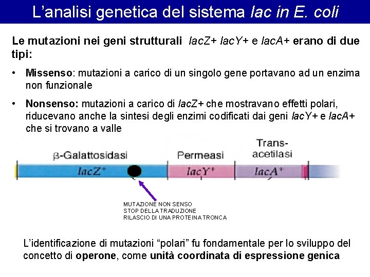 L’analisi genetica del sistema lac in E. coli Le mutazioni nei geni strutturali lac.