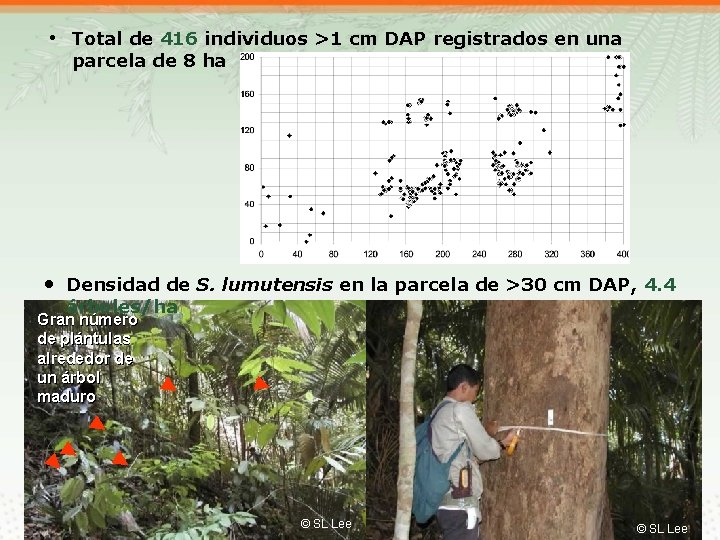 • Total de 416 individuos >1 cm DAP registrados en una parcela de
