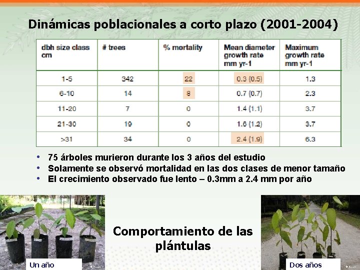 Dinámicas poblacionales a corto plazo (2001 -2004) • 75 árboles murieron durante los 3