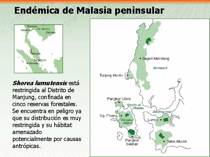 Endémica de Malasia peninsular Shorea lumutensis está restringida al Distrito de Manjung, confinada en