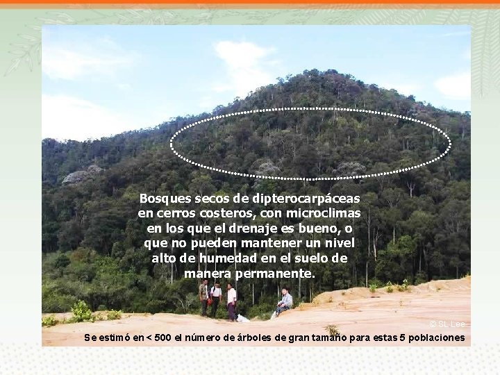Bosques secos de dipterocarpáceas en cerros costeros, con microclimas en los que el drenaje