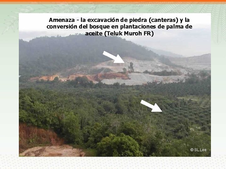 Amenaza - la excavación de piedra (canteras) y la conversión del bosque en plantaciones