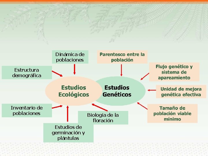 Dinámica de poblaciones Estructura demográfica Inventario de poblaciones Biología de la floración Estudios de