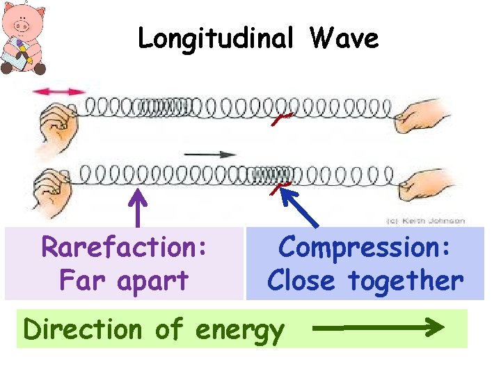 Longitudinal Wave Rarefaction: Far apart Compression: Close together Direction of energy 