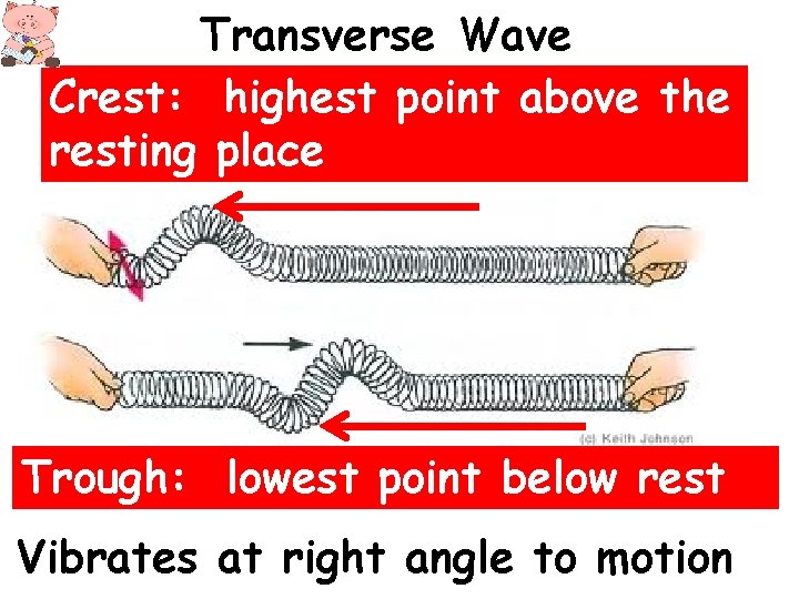 Transverse Wave Crest: highest point above the resting place Trough: lowest point below rest