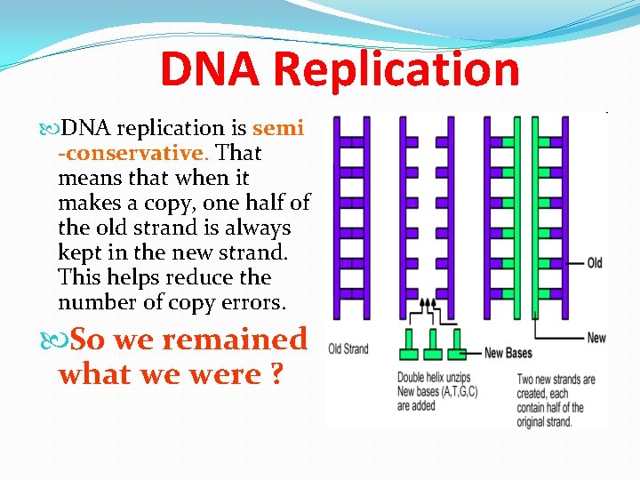 DNA Replication DNA replication is semi -conservative. That means that when it makes a