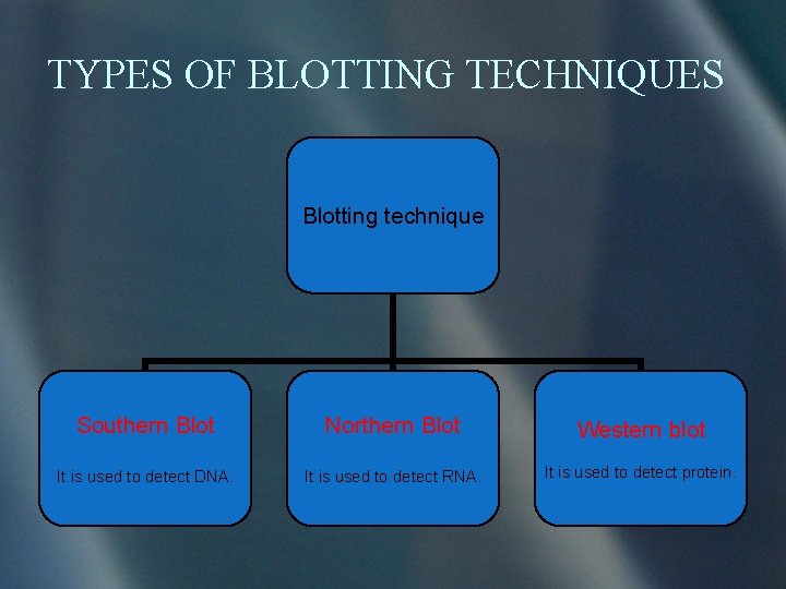 TYPES OF BLOTTING TECHNIQUES Blotting technique Southern Blot Northern Blot Western blot It is