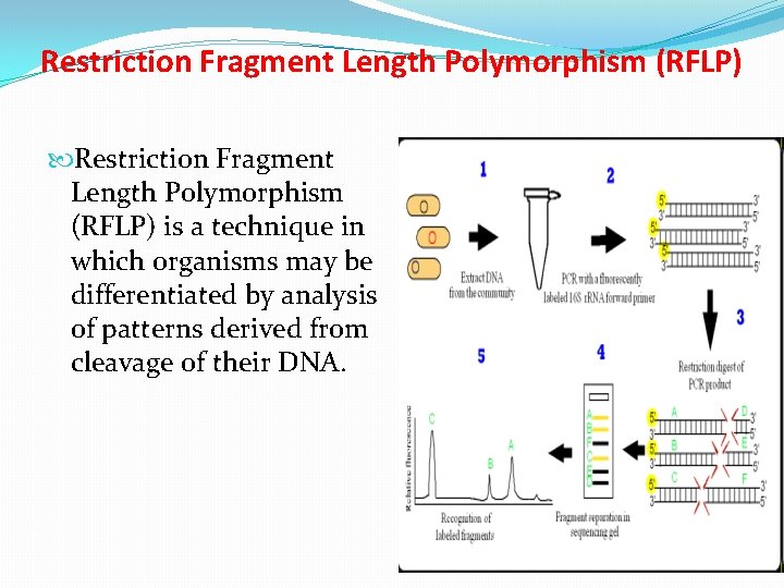 Restriction Fragment Length Polymorphism (RFLP) is a technique in which organisms may be differentiated