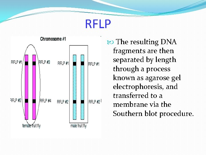 RFLP The resulting DNA fragments are then separated by length through a process known