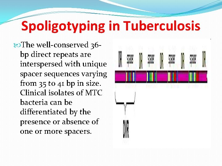 Spoligotyping in Tuberculosis The well-conserved 36 bp direct repeats are interspersed with unique spacer