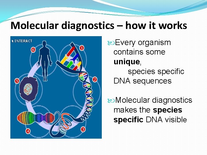 Molecular diagnostics – how it works Every organism contains some unique, species specific DNA