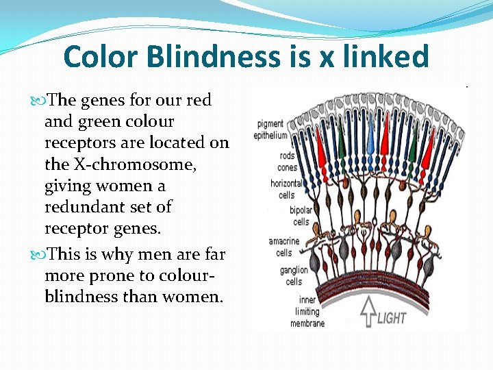Color Blindness is x linked The genes for our red and green colour receptors