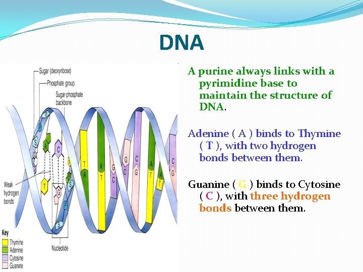 DNA A purine always links with a pyrimidine base to maintain the structure of
