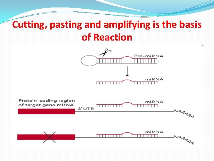 Cutting, pasting and amplifying is the basis of Reaction 