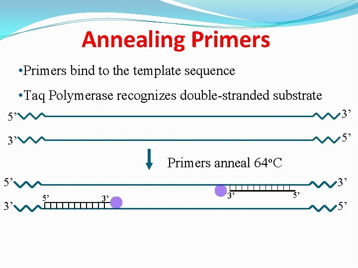 Annealing Primers • Primers bind to the template sequence • Taq Polymerase recognizes double-stranded