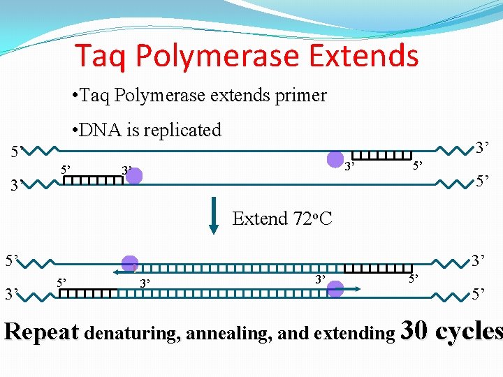 Taq Polymerase Extends • Taq Polymerase extends primer • DNA is replicated 3’ 5’