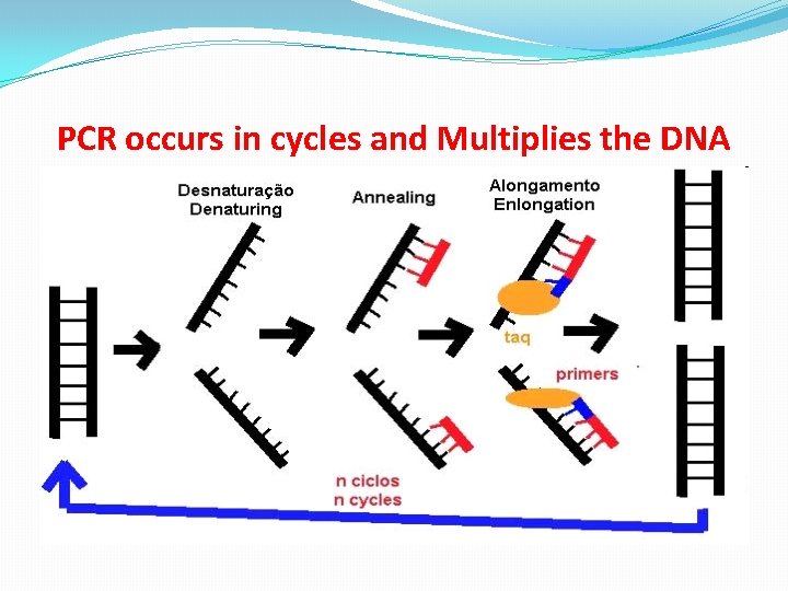 PCR occurs in cycles and Multiplies the DNA 