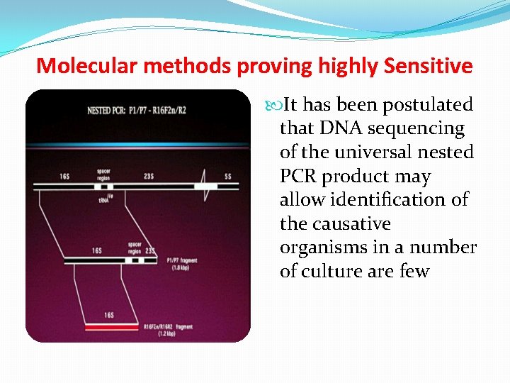 Molecular methods proving highly Sensitive It has been postulated that DNA sequencing of the