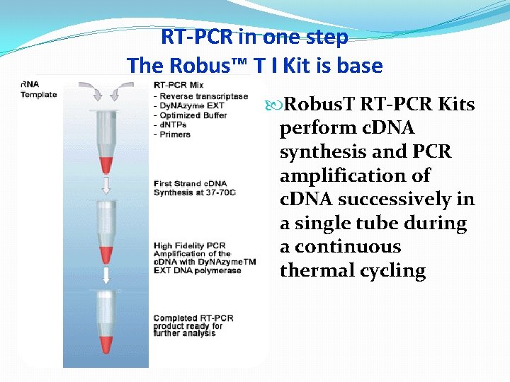 RT-PCR in one step The Robus™ T I Kit is base Robus. T RT-PCR