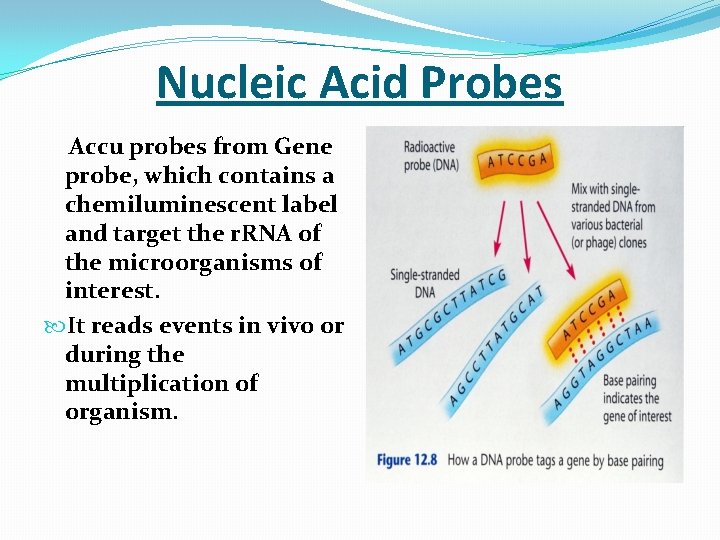 Nucleic Acid Probes Accu probes from Gene probe, which contains a chemiluminescent label and