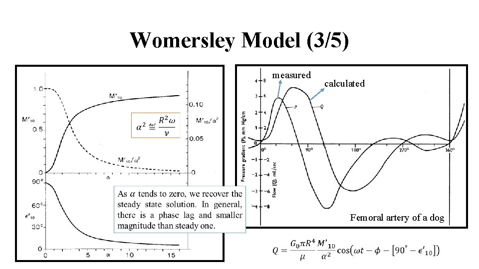 Womersley Model (3/5) measured calculated Femoral artery of a dog 