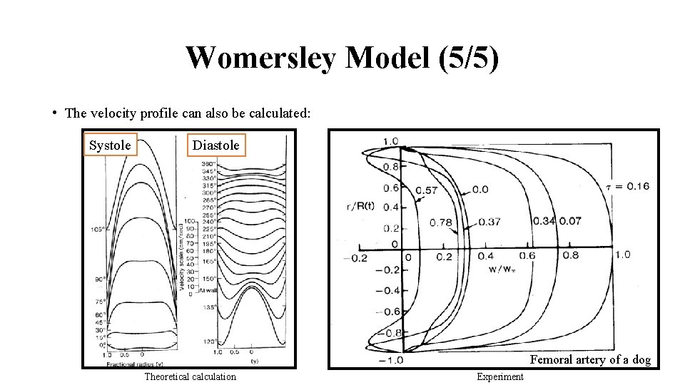 Womersley Model (5/5) • The velocity profile can also be calculated: Systole Diastole Femoral