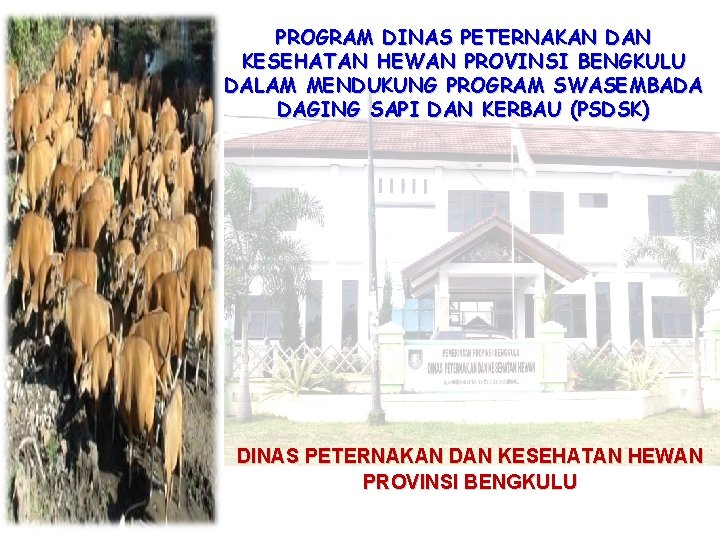 PROGRAM DINAS PETERNAKAN DAN KESEHATAN HEWAN PROVINSI BENGKULU DALAM MENDUKUNG PROGRAM SWASEMBADA DAGING SAPI