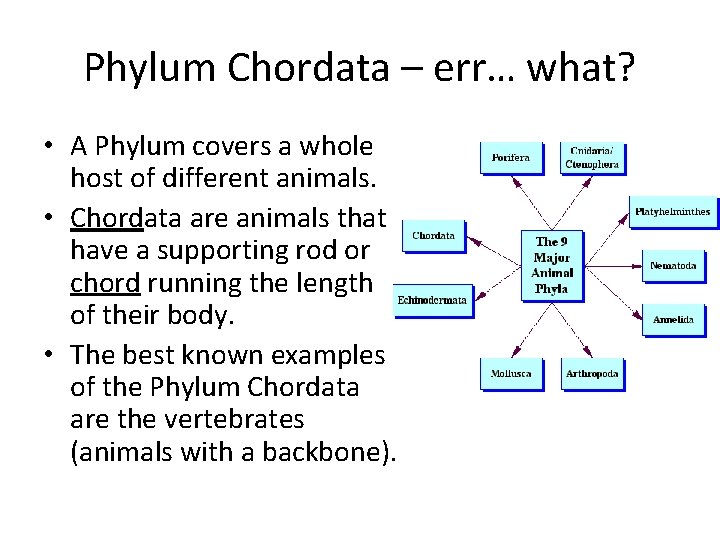 Phylum Chordata – err… what? • A Phylum covers a whole host of different